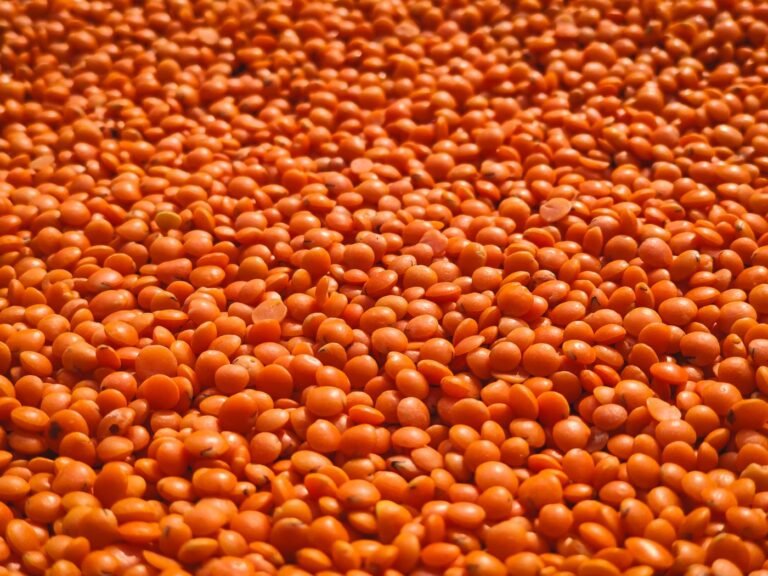 Orange red lentil daal, close-up